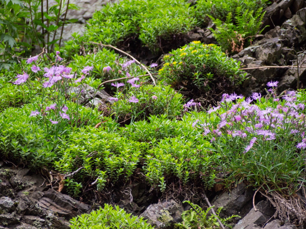 林道沿いの崖の上にピンクの花畑～「タカネナデシコ」の群落～_f0276498_22103836.jpg