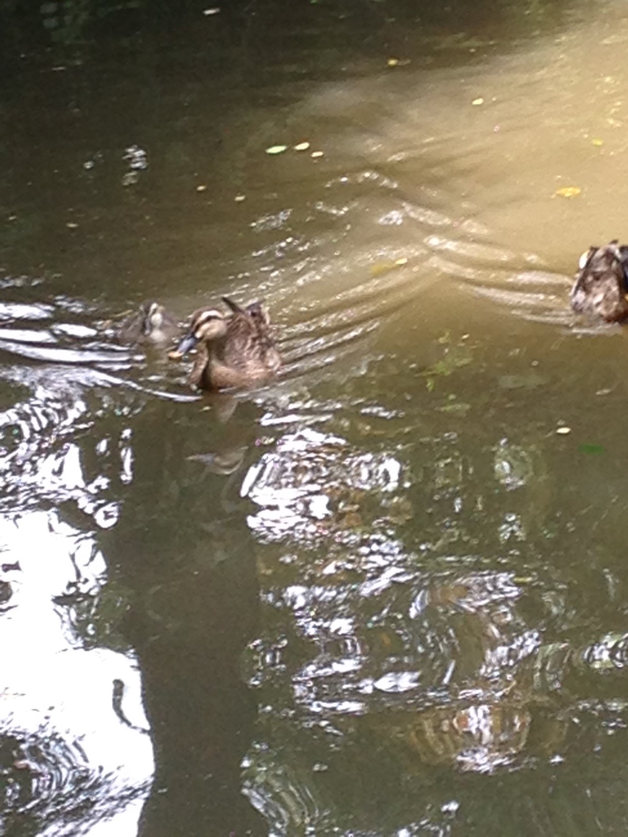 カモさん親子の愛！に感動の森林公園でのお散歩Time&蛇ちゃんに遭遇_c0011204_1995999.jpg