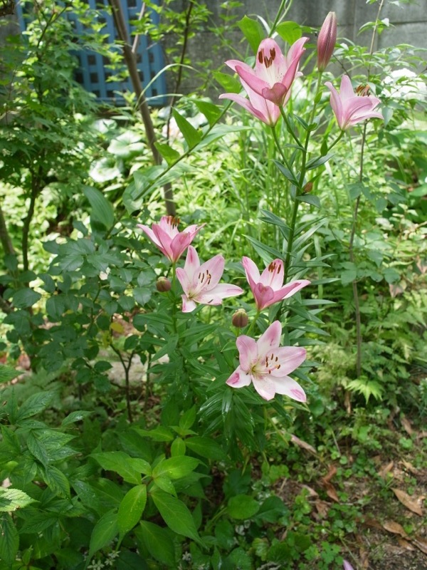 庭の様子_e0276411_10263641.jpg