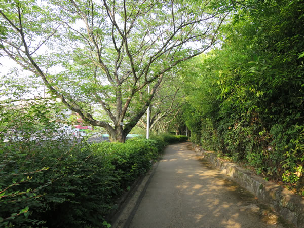 ワンコの散歩コースは高知城の北側_f0311611_2338499.jpg