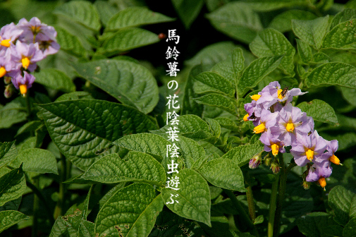 馬鈴薯の花_e0099713_21574069.jpg