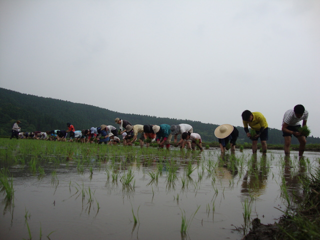 今年も田植えですよ、田植え！_d0009116_19295890.jpg