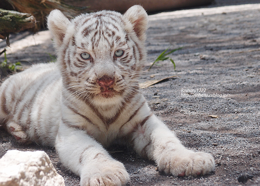 2014 6 14 伊豆アニマルキングダム ホワイトタイガーのメープルと赤ちゃんのシロップ White Tiger 青空に浮かぶ月を眺めながら