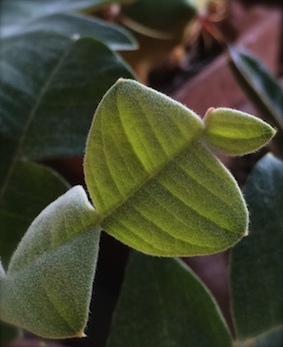 Bull Banksia_f0309325_18222332.jpg