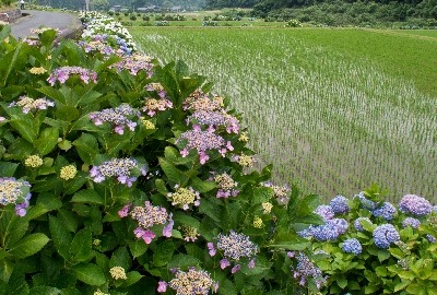 紫陽花の郷_f0013727_15185126.jpg