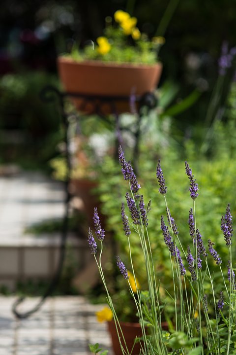 2014年6月20日　Blooming Lavender In My Garden_b0134829_10384089.jpg