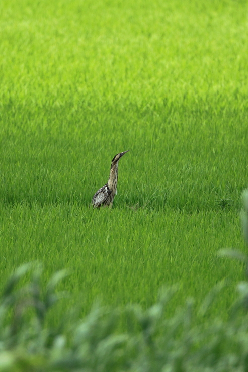 田圃に２羽のサンカノゴイ_c0148230_13162987.jpg