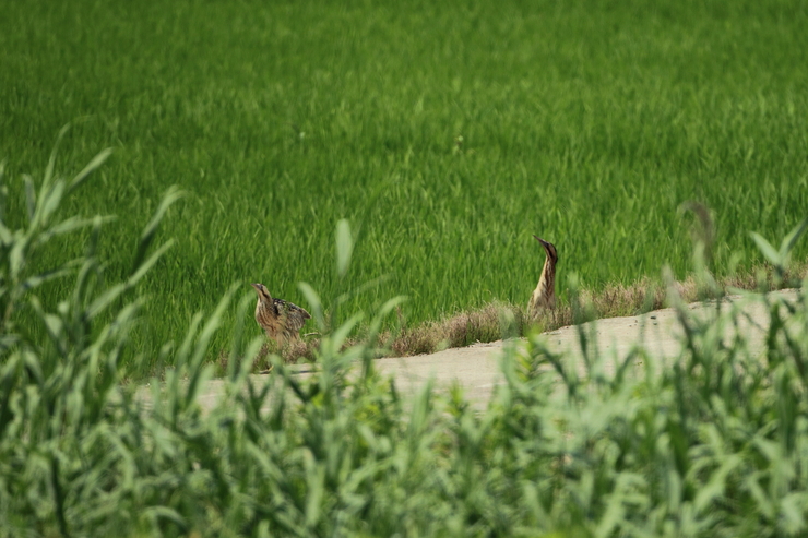 田圃に２羽のサンカノゴイ_c0148230_1385138.jpg