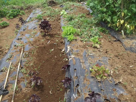 トマトの雨避けにテント張りました。_b0137932_14344974.jpg