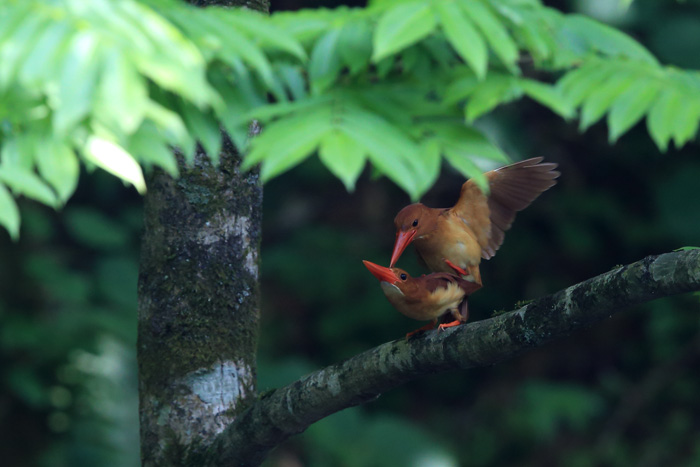 アカショウビン_e0304937_18312019.jpg