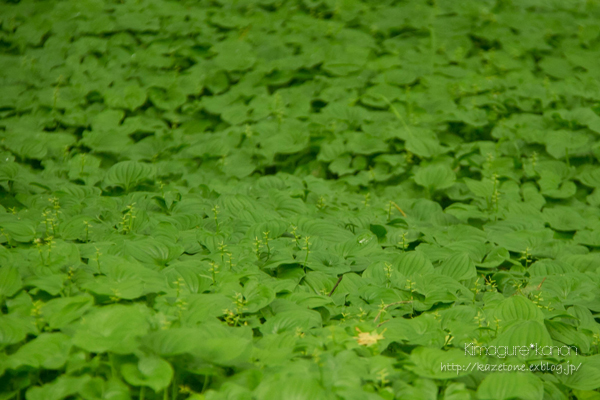 Rainy *Forest **白樺林に続く道_b0197639_2141980.jpg