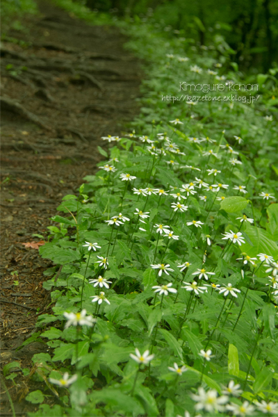 Rainy *Forest ②**白樺ヨメナロード_b0197639_2237234.jpg