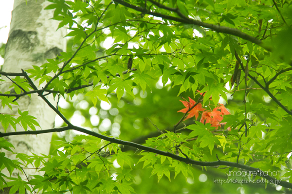 Rainy *Forest ②**白樺ヨメナロード_b0197639_23134833.jpg