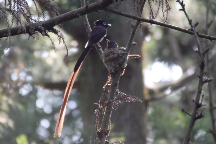 2014.6.20 頑張れ子育て・葉山森戸林道・サンコウチョウ_c0269342_20083435.jpg