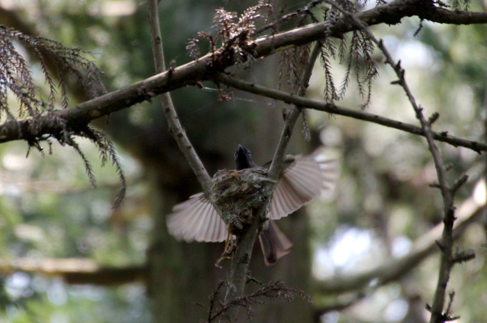 2014.6.20 頑張れ子育て・葉山森戸林道・サンコウチョウ_c0269342_20091641.jpg