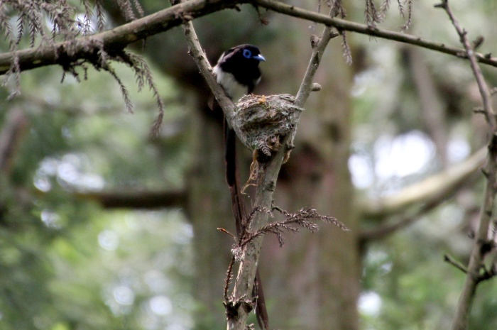 2014.6.20 頑張れ子育て・葉山森戸林道・サンコウチョウ_c0269342_20095784.jpg