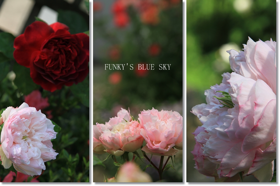 *薔薇２０１４*STORY8・いろいろな薔薇たち*_c0145250_1033772.jpg