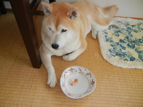 ’14,6,20(金)愛ちゃんが何も食べないのです!_f0060461_10544971.jpg