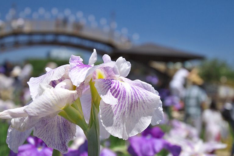 潮来　前川あやめ園（6月15日）_c0057265_2442447.jpg