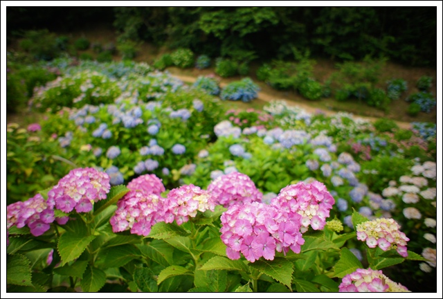 野見金あじさい園～長福寿寺_b0192470_4162466.jpg