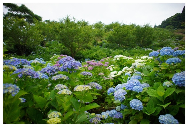 野見金あじさい園～長福寿寺_b0192470_4264197.jpg