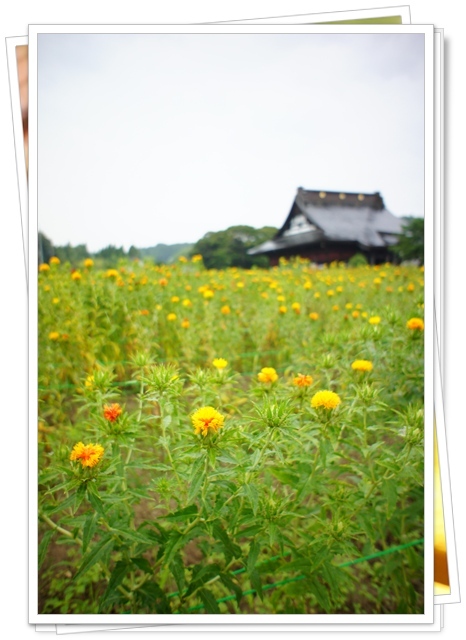 野見金あじさい園～長福寿寺_b0192470_45347.jpg