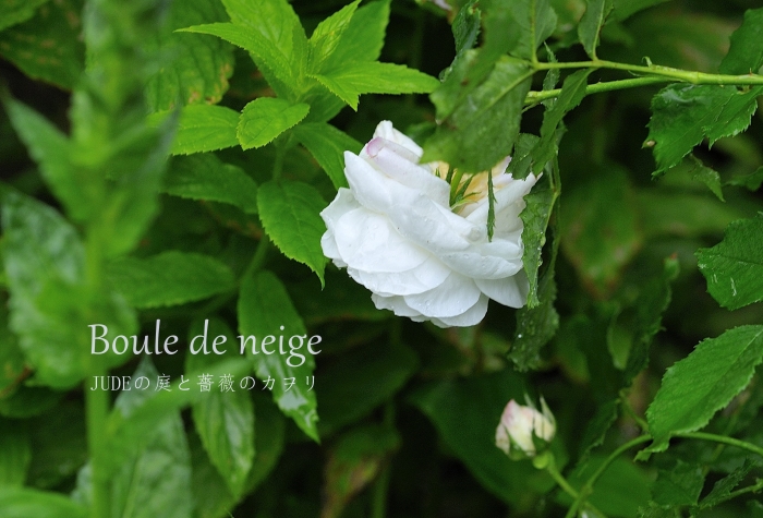 JUDEの庭と薔薇のカヲリ