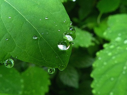 北大キャンパス 雨の滴 しずく 野に咲く北国の花 北大キャンパス 雨の滴 しずく 野に咲く北国の花
