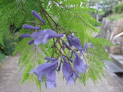 ジャカランダ・八幡屋公園_f0259373_09543498.jpg