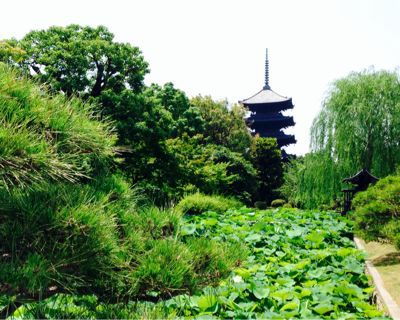 東寺、三十三間堂、銀閣寺、金閣寺、龍安寺_b0087077_22164612.jpg