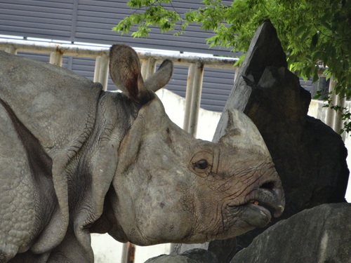 東山動植物園のインドサイ物語 2014.6.17 : クロサイ ブログ ～フウカの種～