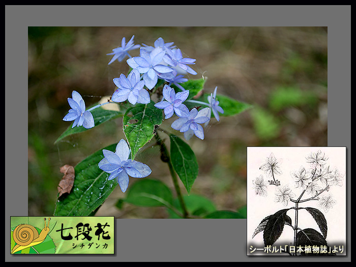 花たち 紫陽花 七段花 シチダンカ デジカメ散歩写真
