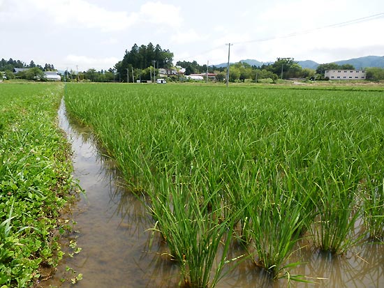 ６月２０日の田んぼ（上目黒小・枝野小）_d0247484_13392360.jpg