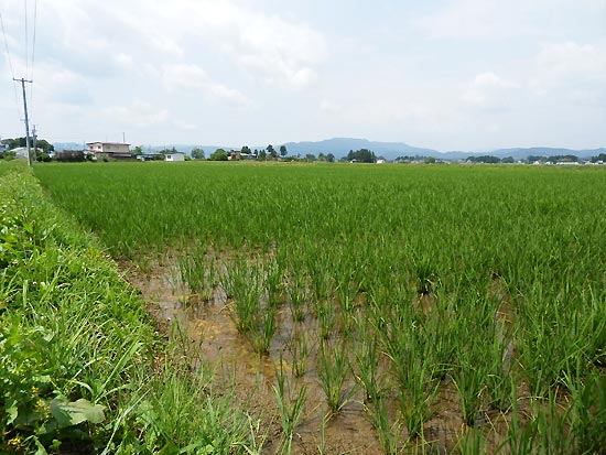 6月20日の田んぼ(上目黒小・枝野小)_d0247484_13394334.jpg