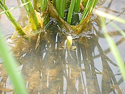 ６月２０日の田んぼ（上目黒小・枝野小）_d0247484_1340283.jpg