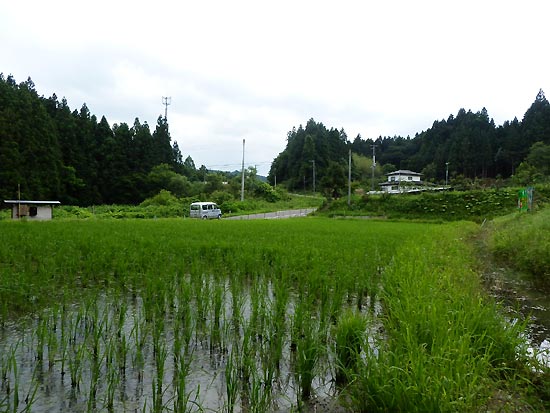 6月20日の田んぼ(月光原小・西根小)_d0247484_14515646.jpg