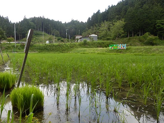 6月20日の田んぼ(月光原小・西根小)_d0247484_15531153.jpg