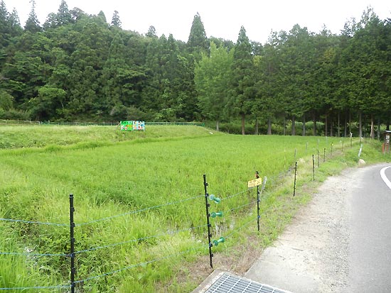 6月20日の田んぼ(月光原小・西根小)_d0247484_15582647.jpg
