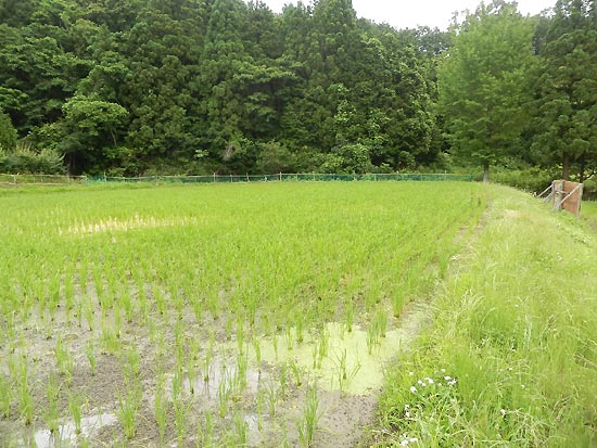 6月20日の田んぼ(月光原小・西根小)_d0247484_15592270.jpg