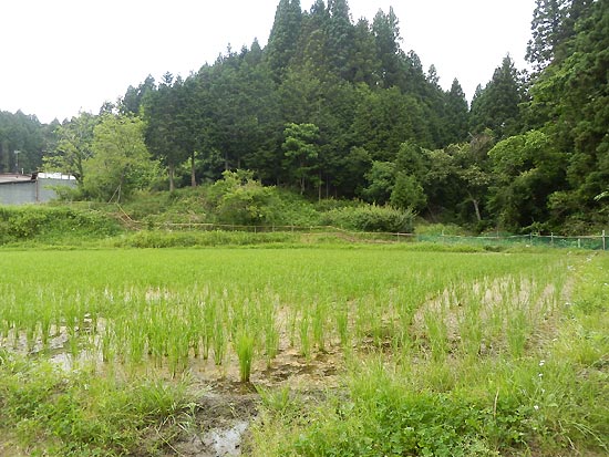6月20日の田んぼ(月光原小・西根小)_d0247484_1559386.jpg
