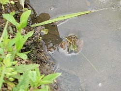 6月20日の田んぼ(目黒角田絆交流田)_d0247484_1717317.jpg