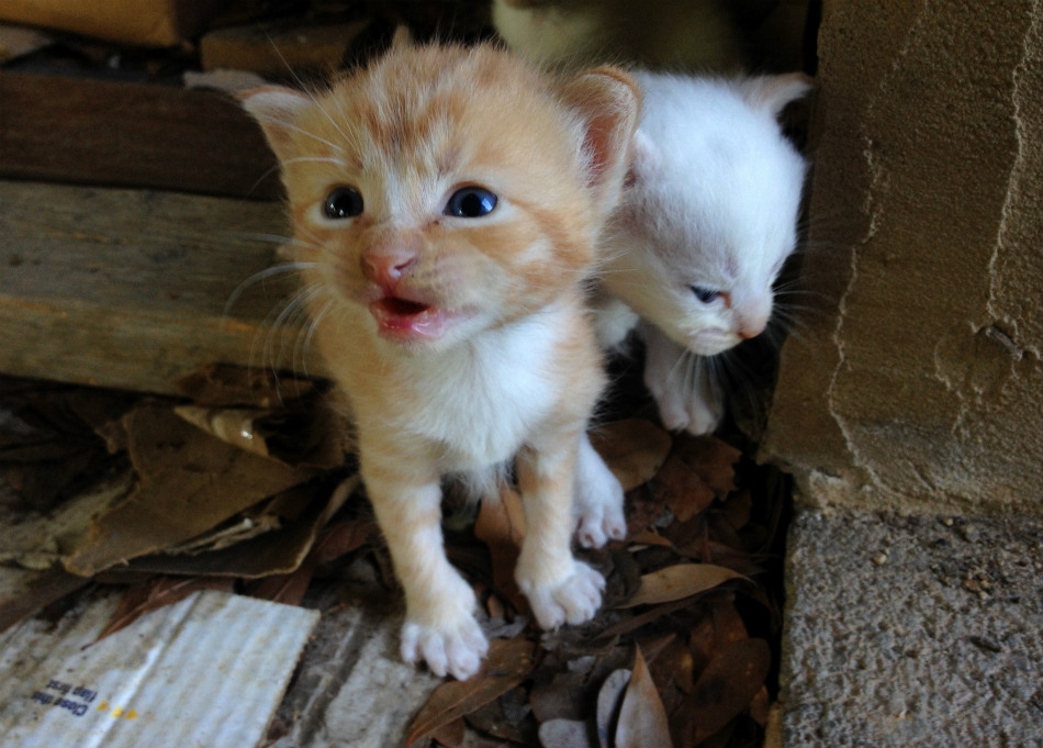 ちょっと切ない子猫萌え観察・生後2週間～_e0034987_2563290.jpg