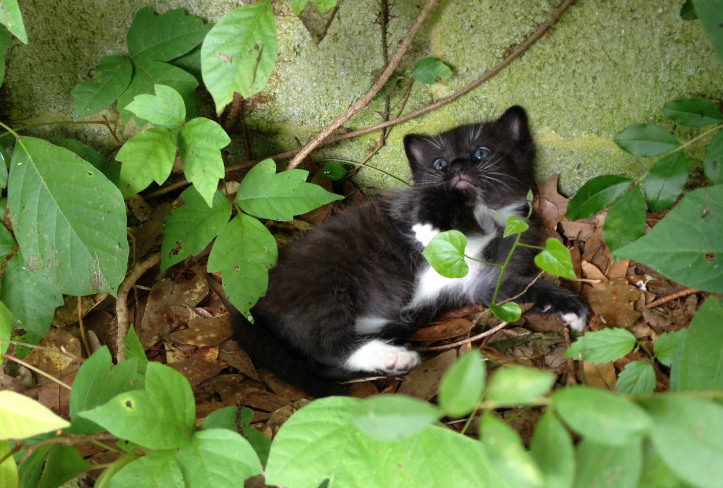 ちょっと切ない子猫萌え観察・生後2週間～_e0034987_303697.jpg