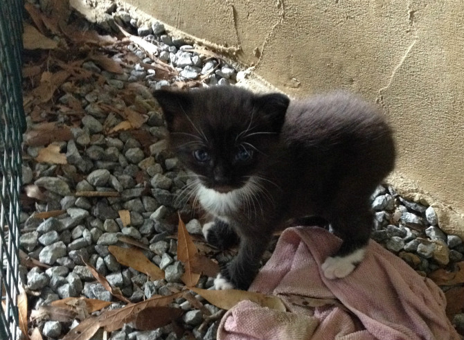 ちょっと切ない子猫萌え観察・生後2週間～_e0034987_31202.jpg