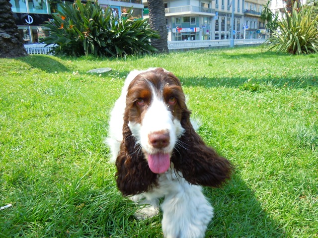 Dogs  spain / france_b0195093_10033483.jpg