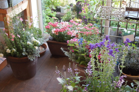 ハーブとお花の寄せ植え_a0292194_1639298.jpg