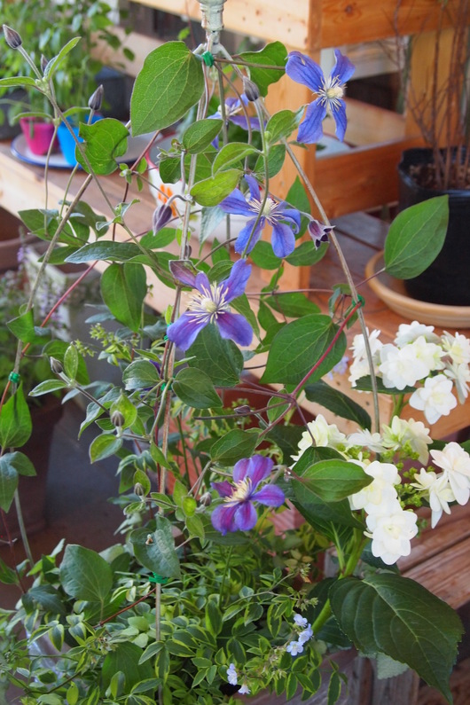ハーブとお花の寄せ植え_a0292194_16425932.jpg