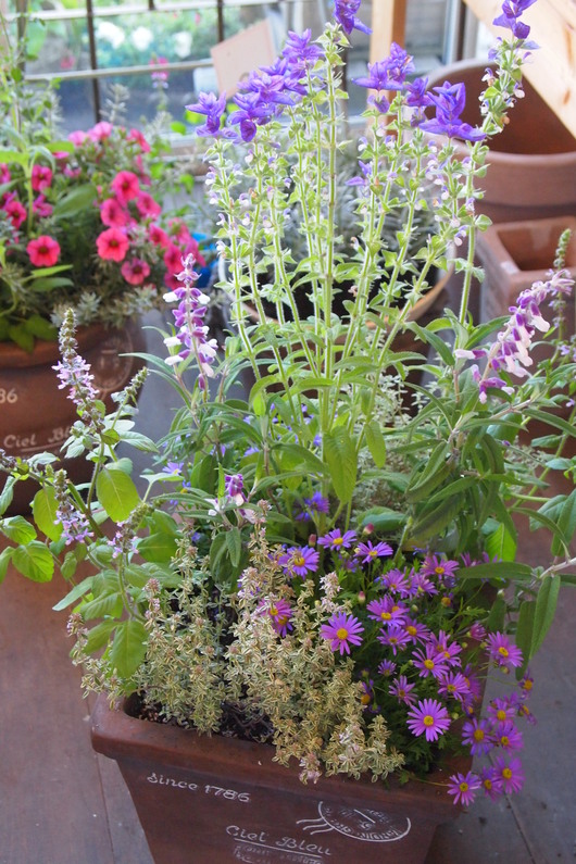 ハーブとお花の寄せ植え_a0292194_16514697.jpg