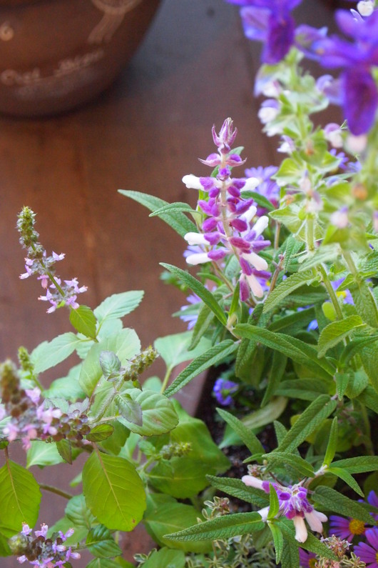 ハーブとお花の寄せ植え_a0292194_16534287.jpg