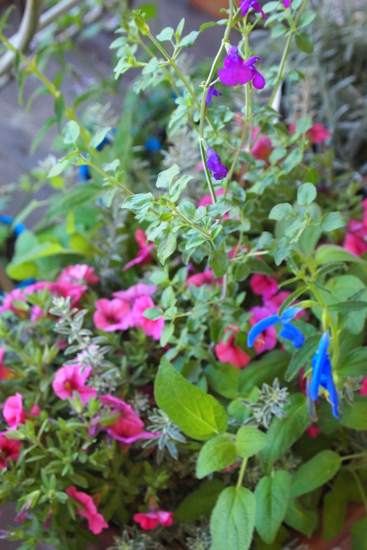 ハーブとお花の寄せ植え_a0292194_17102095.jpg